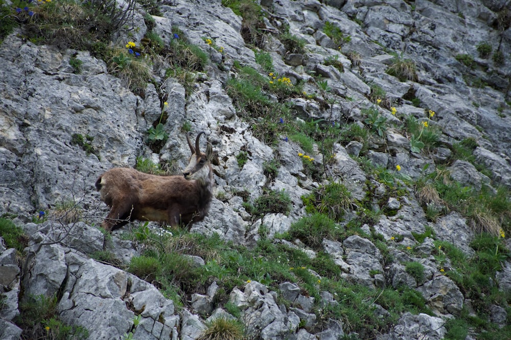 a goat standing on top of a rocky hillside