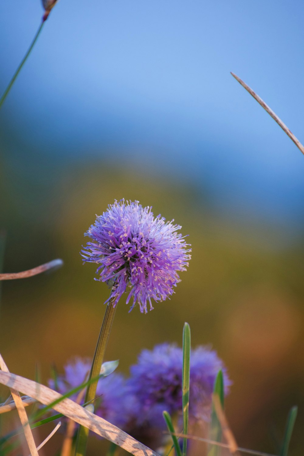 a close up of a purple flower in a field