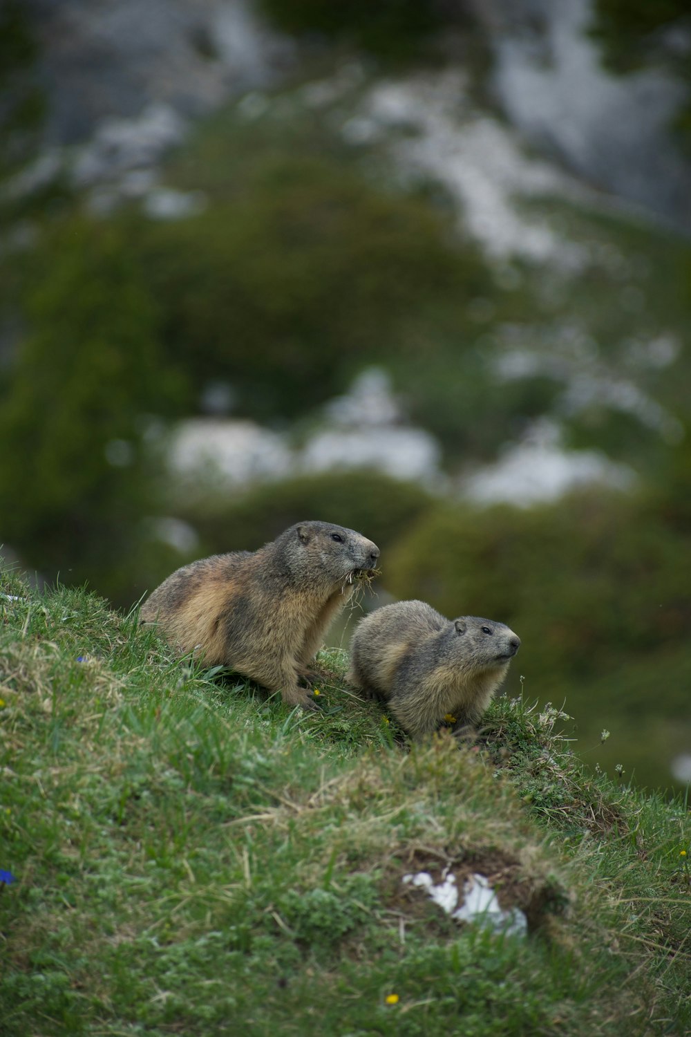 a couple of animals that are standing in the grass