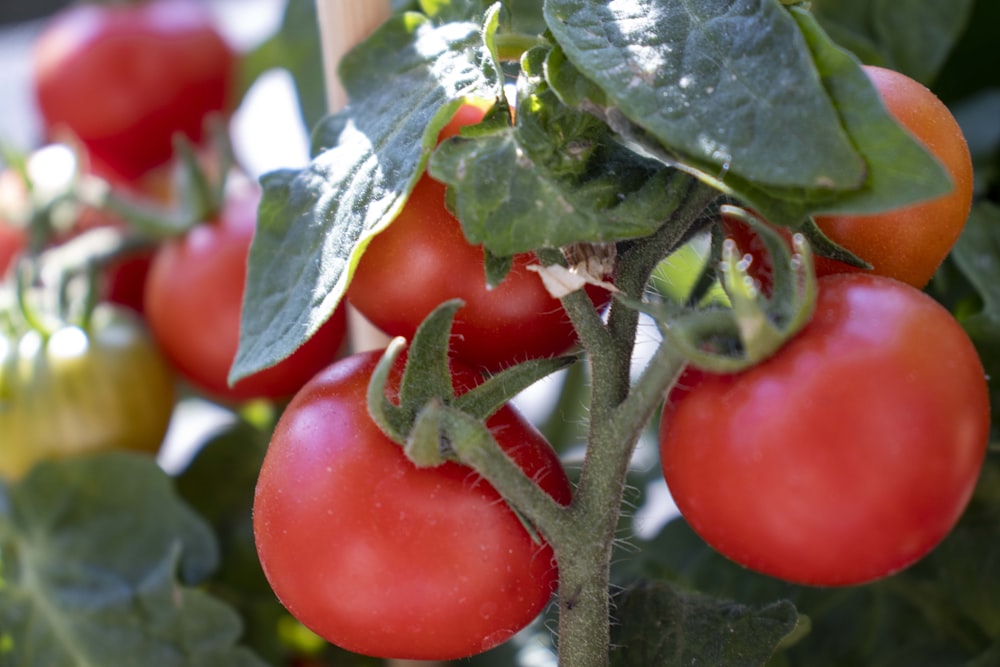 a bunch of tomatoes growing on a plant