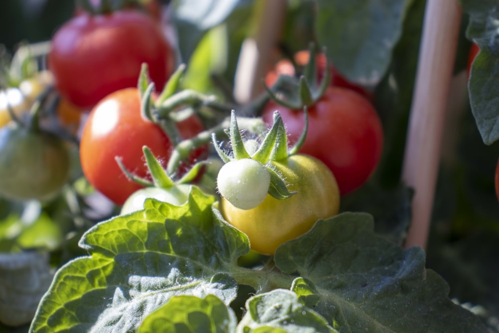 Un gruppo di pomodori che crescono su una pianta