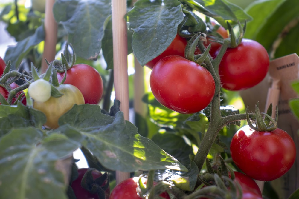 un mazzo di pomodori che crescono in un giardino