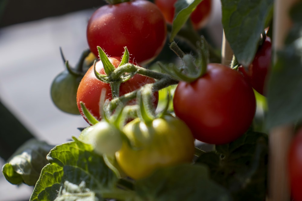 Un primo piano di un mazzo di pomodori su una pianta