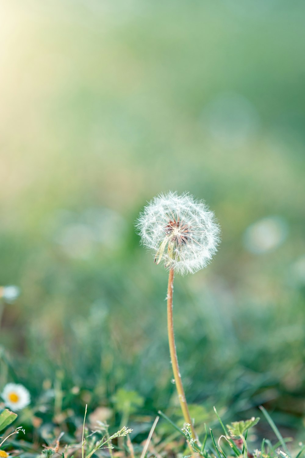 a dandelion in the middle of a field of grass