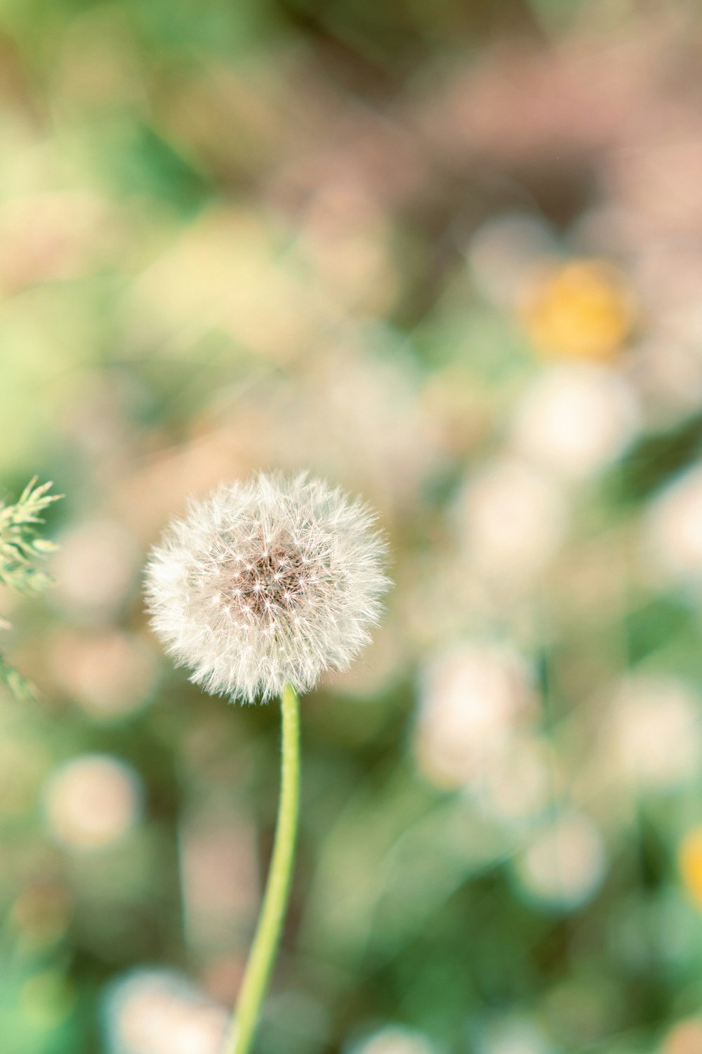 a close up of a dandelion with blurry background