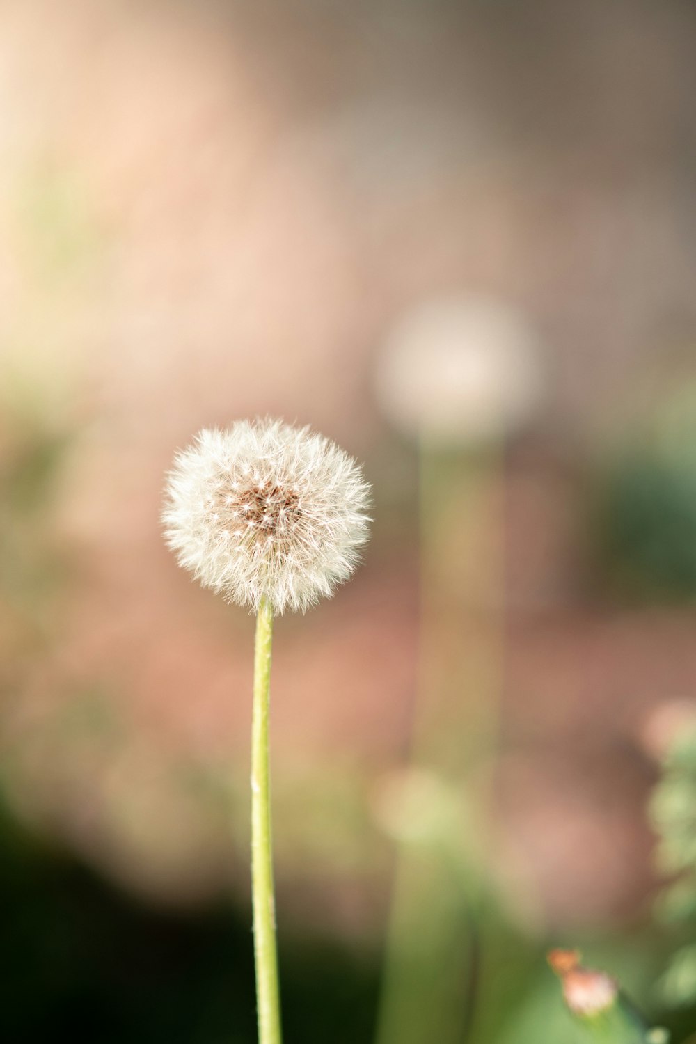 a close up of a dandelion with blurry background