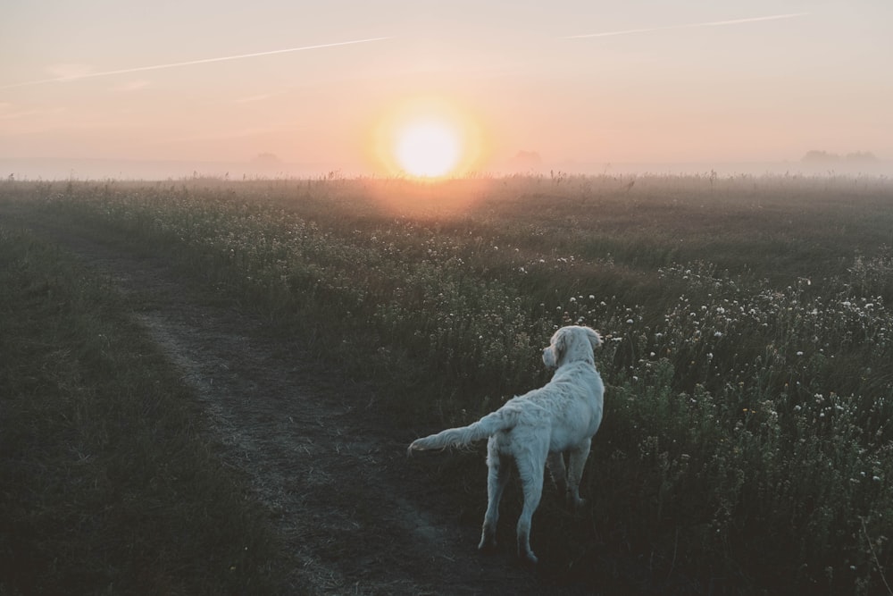 a dog standing on a dirt road in a field