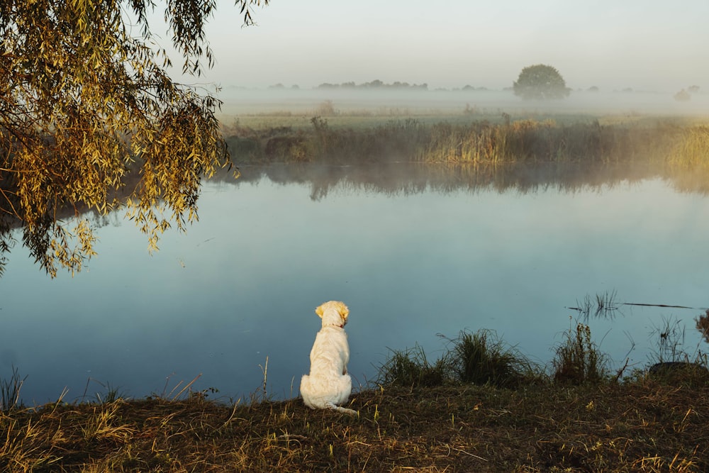 a white dog sitting on the shore of a lake