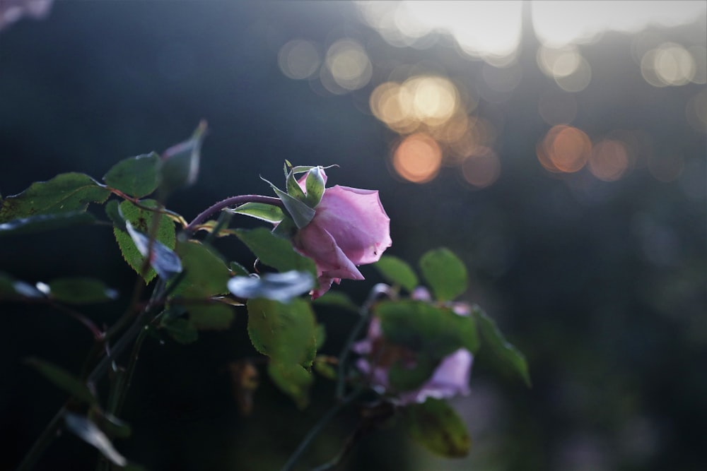 a pink rose is blooming on a tree branch