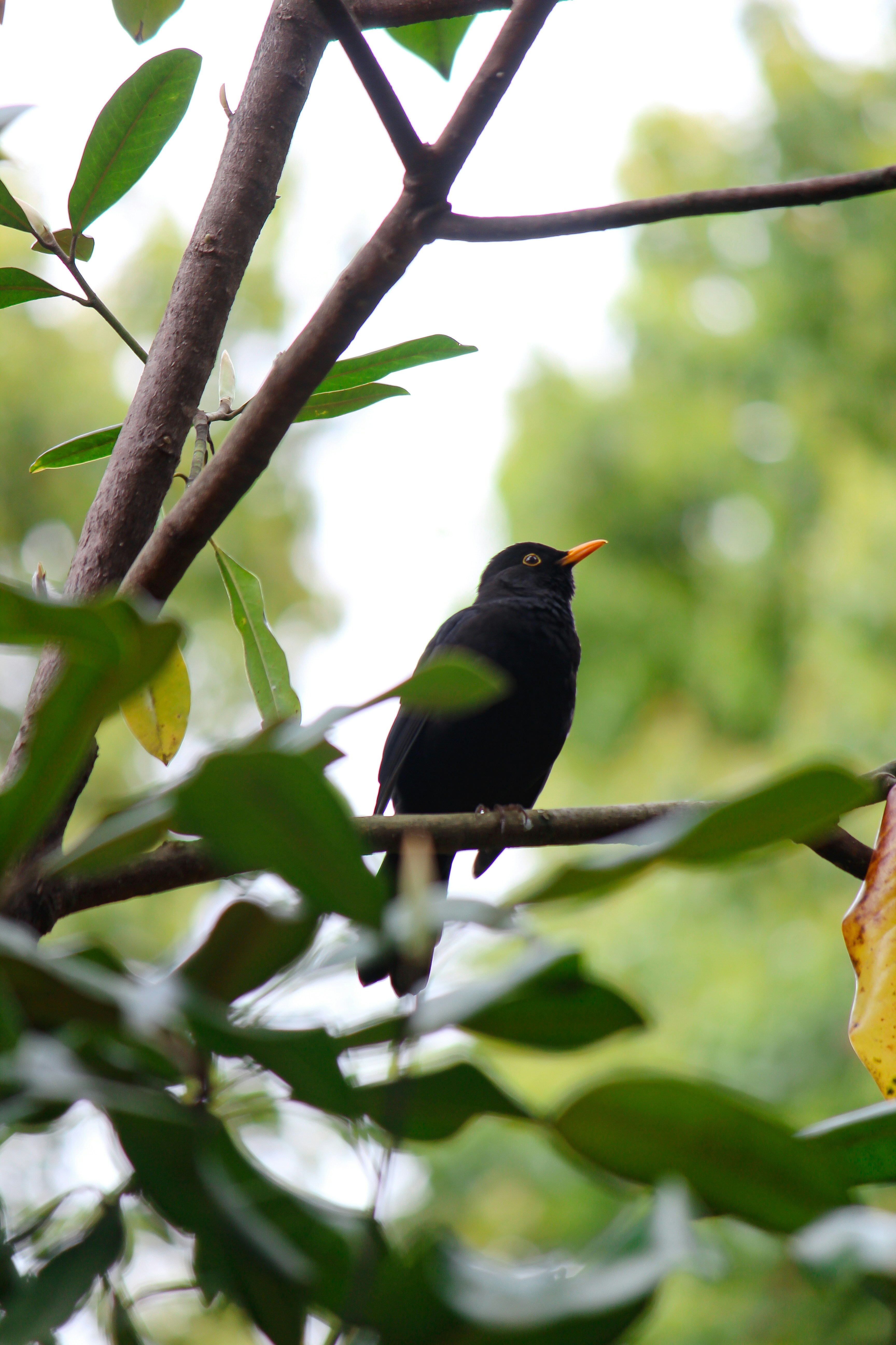 a small black bird sitting on a tree branch
