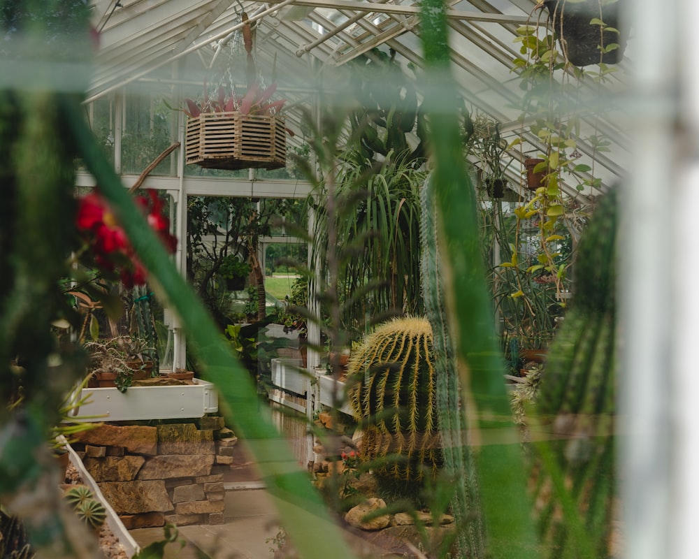 uma estufa cheia de muitos tipos diferentes de plantas