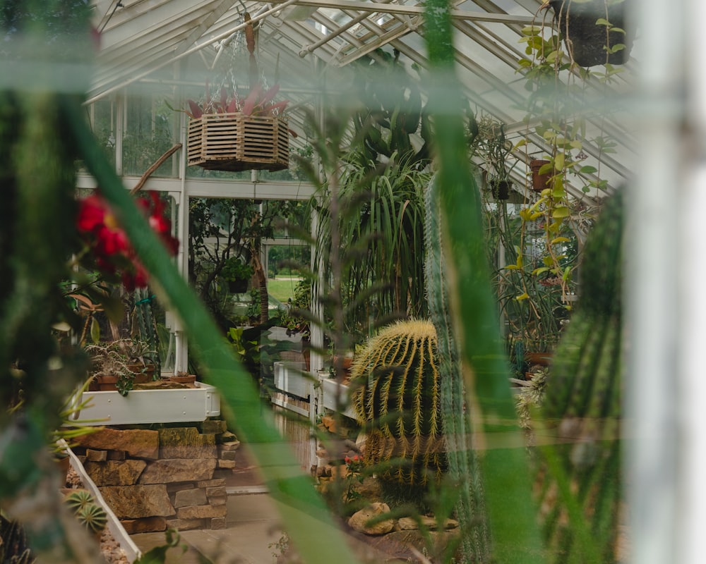 a greenhouse filled with lots of different types of plants