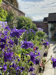 A close-up of vibrant flowers being carefully pruned in a sunny garden near Plovdiv.
