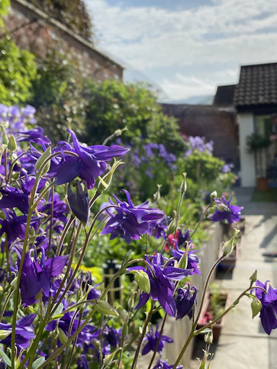 A close-up of vibrant flowers being carefully pruned in a sunny garden near Plovdiv.