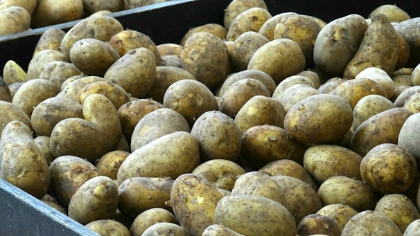 A large quantity of potatoes piled together, with a variety of sizes and shapes. The potatoes have earthy, rough skins and some are slightly dirty, indicating they are freshly harvested.
