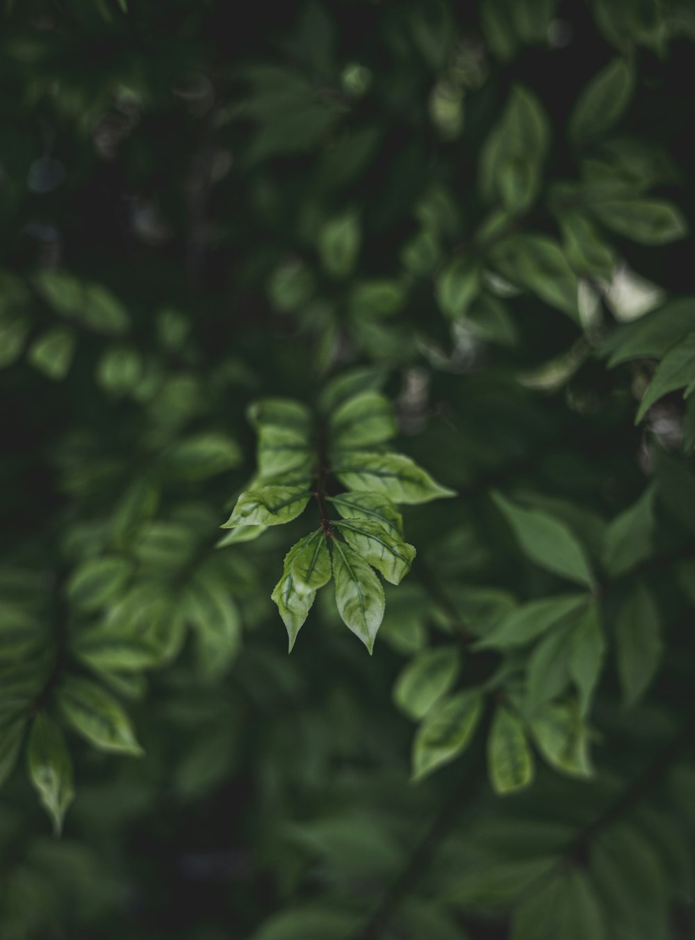 a close up of a green leafy plant