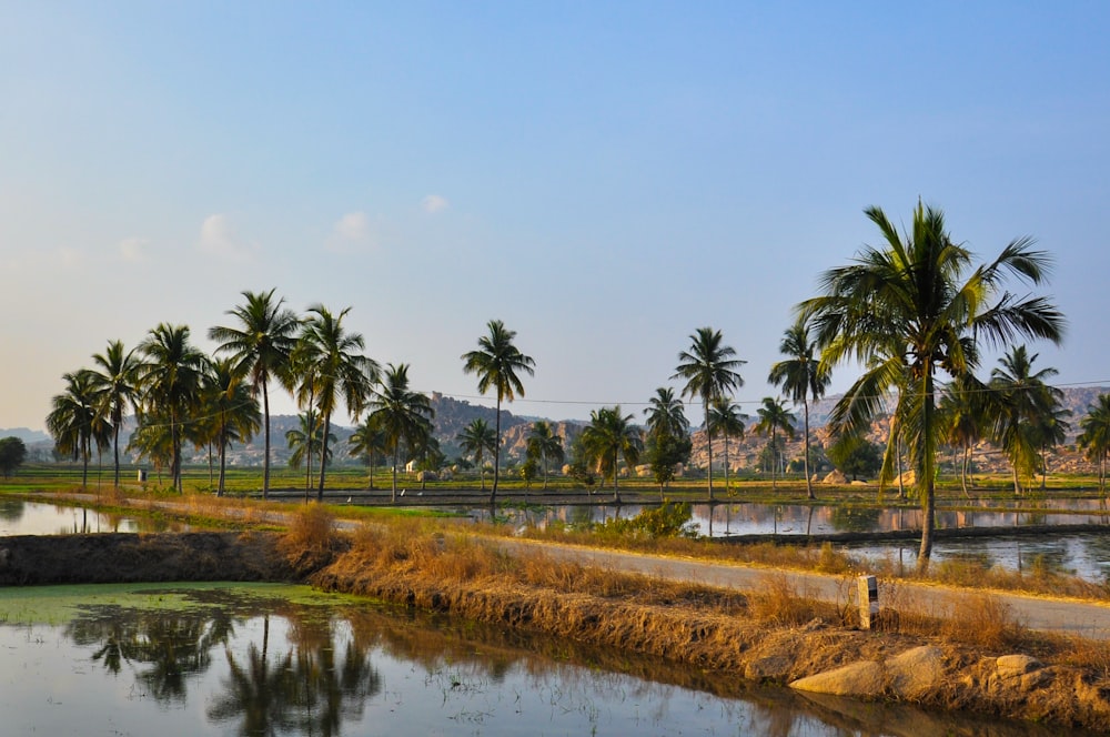 a body of water surrounded by palm trees