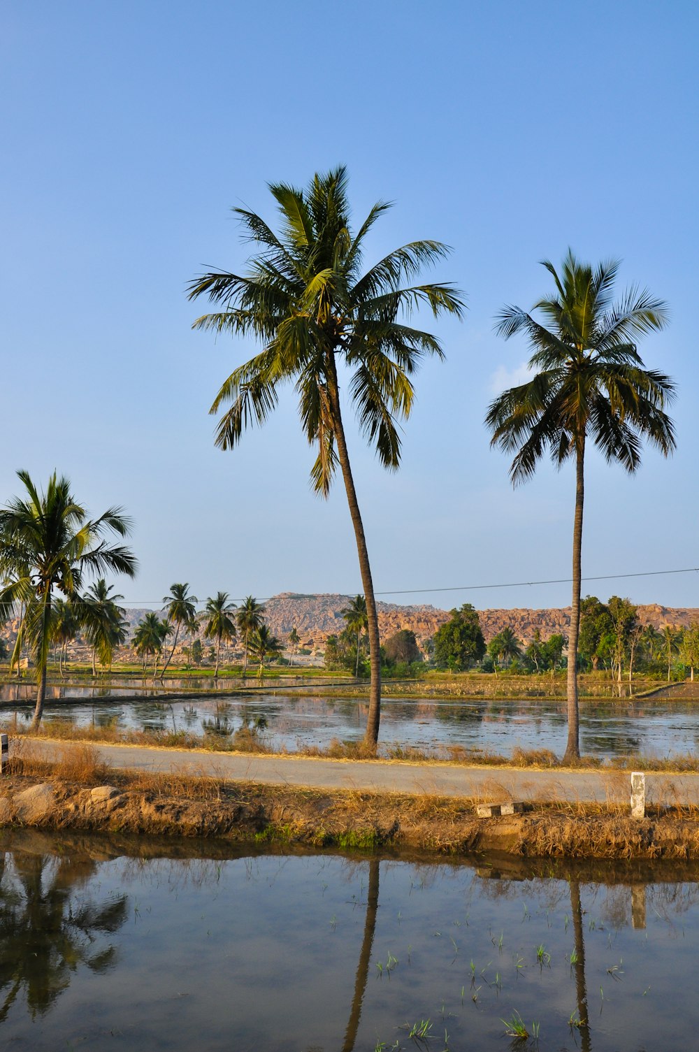 a couple of palm trees sitting next to a river