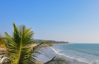 A scenic view of a tranquil beach lined with coconut trees under a clear blue sky.