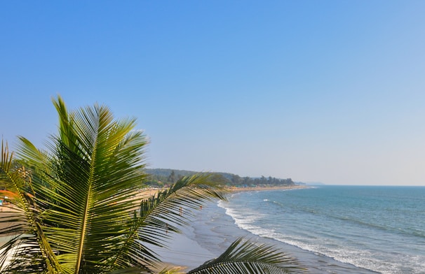 A scenic view of a tranquil beach lined with coconut trees under a clear blue sky.