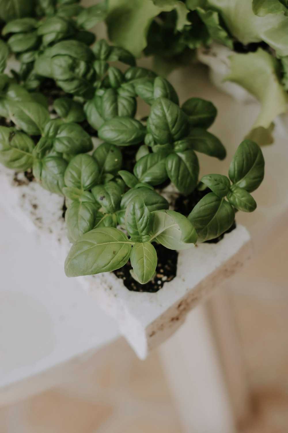 a close up of a plant