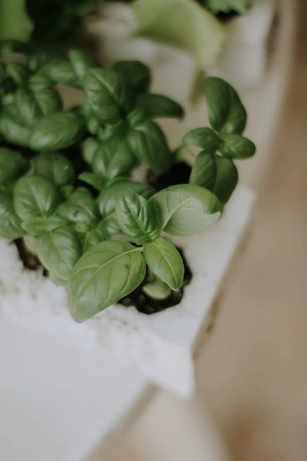 a group of green plants sitting on top of a table