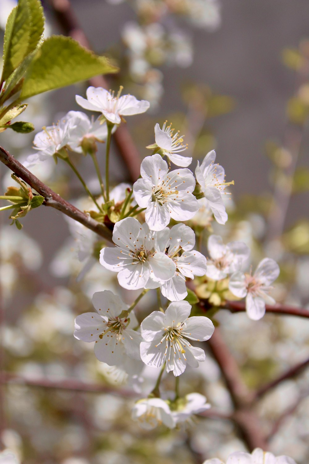 a branch with white flowers and green leaves