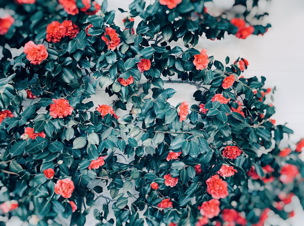 un bouquet de fleurs rouges poussant sur un arbre
