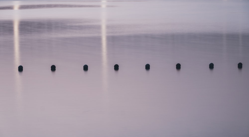 a group of poles sticking out of the water