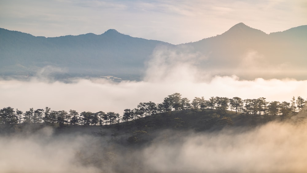 a foggy mountain with trees on top of it