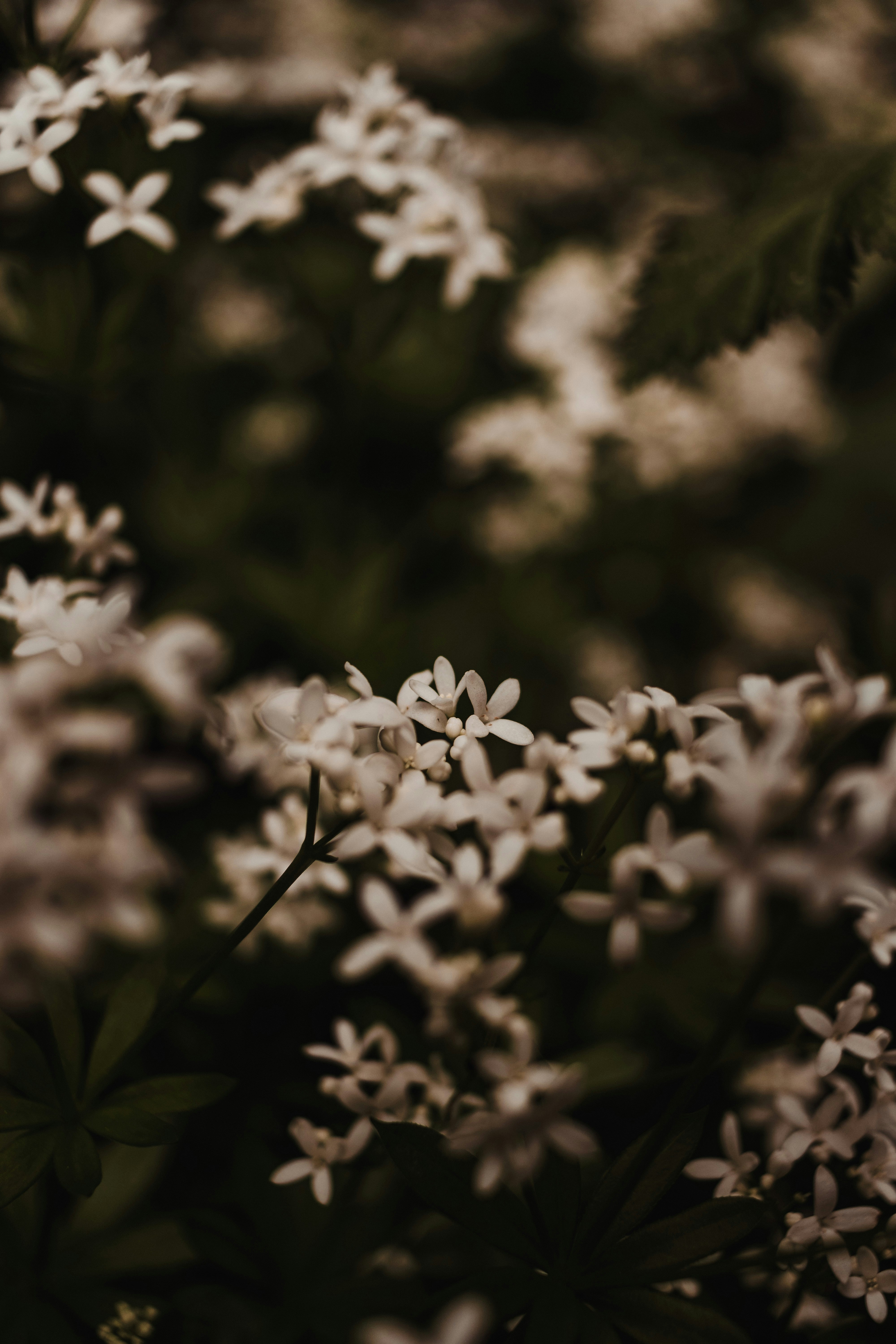 Photo by aedrian