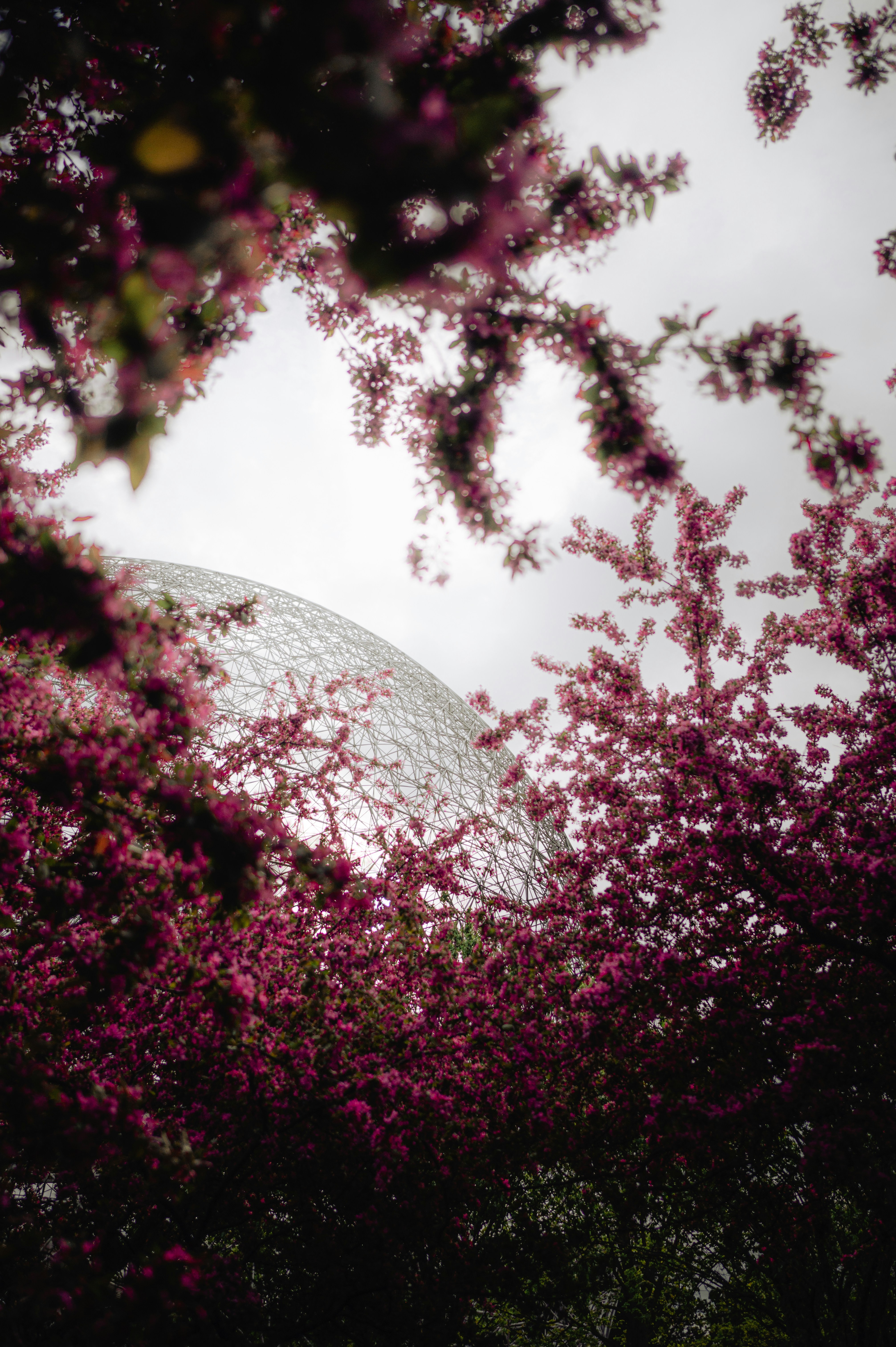 A dome is seen through the branches of a tree photo – Free Qc ...