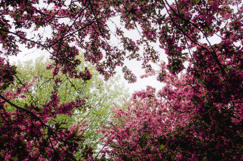 a tree filled with lots of purple flowers