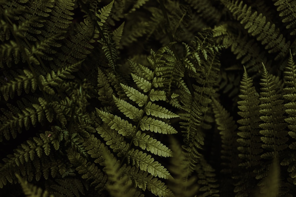 a close up of a plant with many green leaves