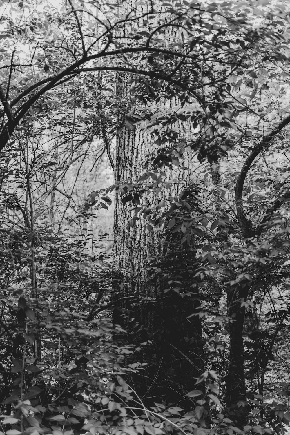 a black and white photo of a forest