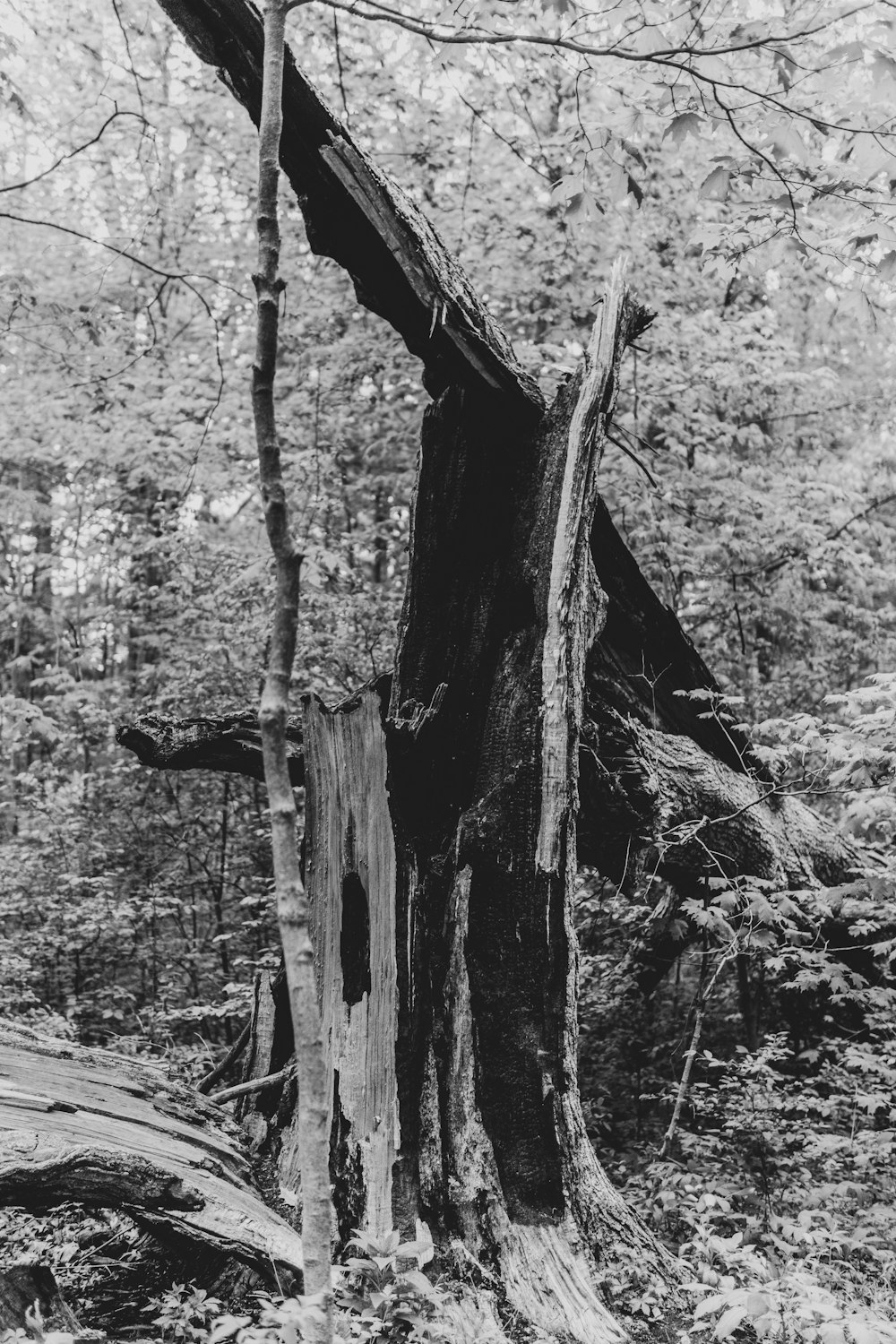 a black and white photo of a tree stump