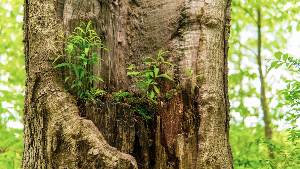 uma árvore que foi cortada na floresta