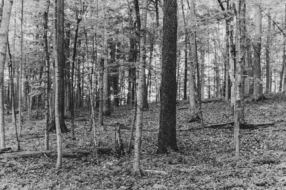 a black and white photo of a forest