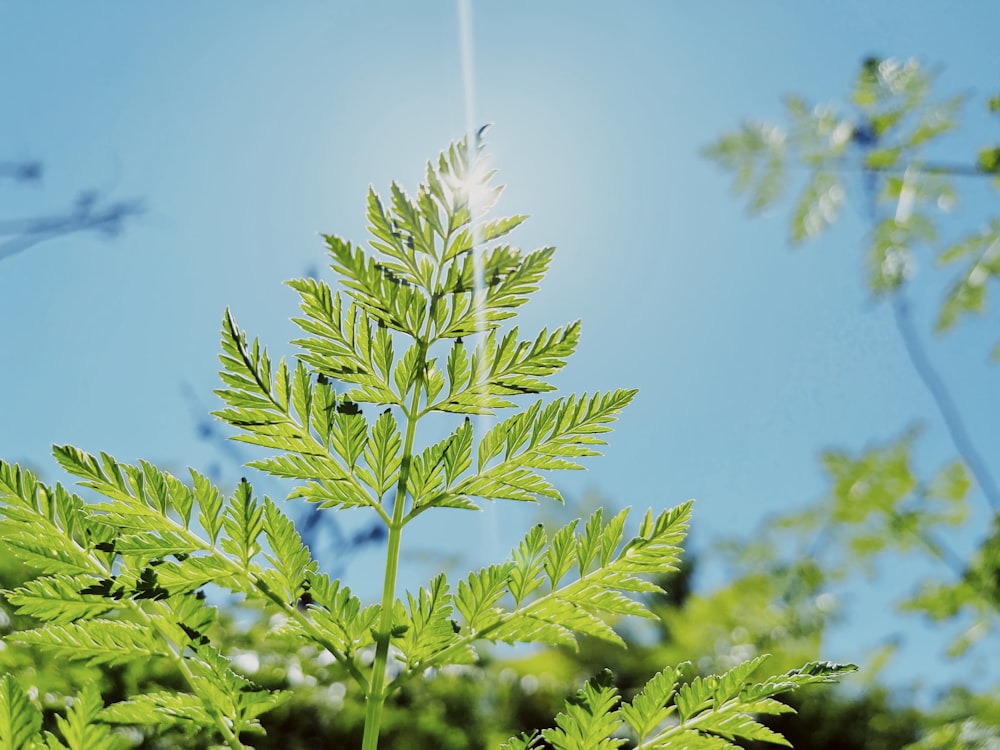 Un primer plano de una planta verde con un cielo azul en el fondo