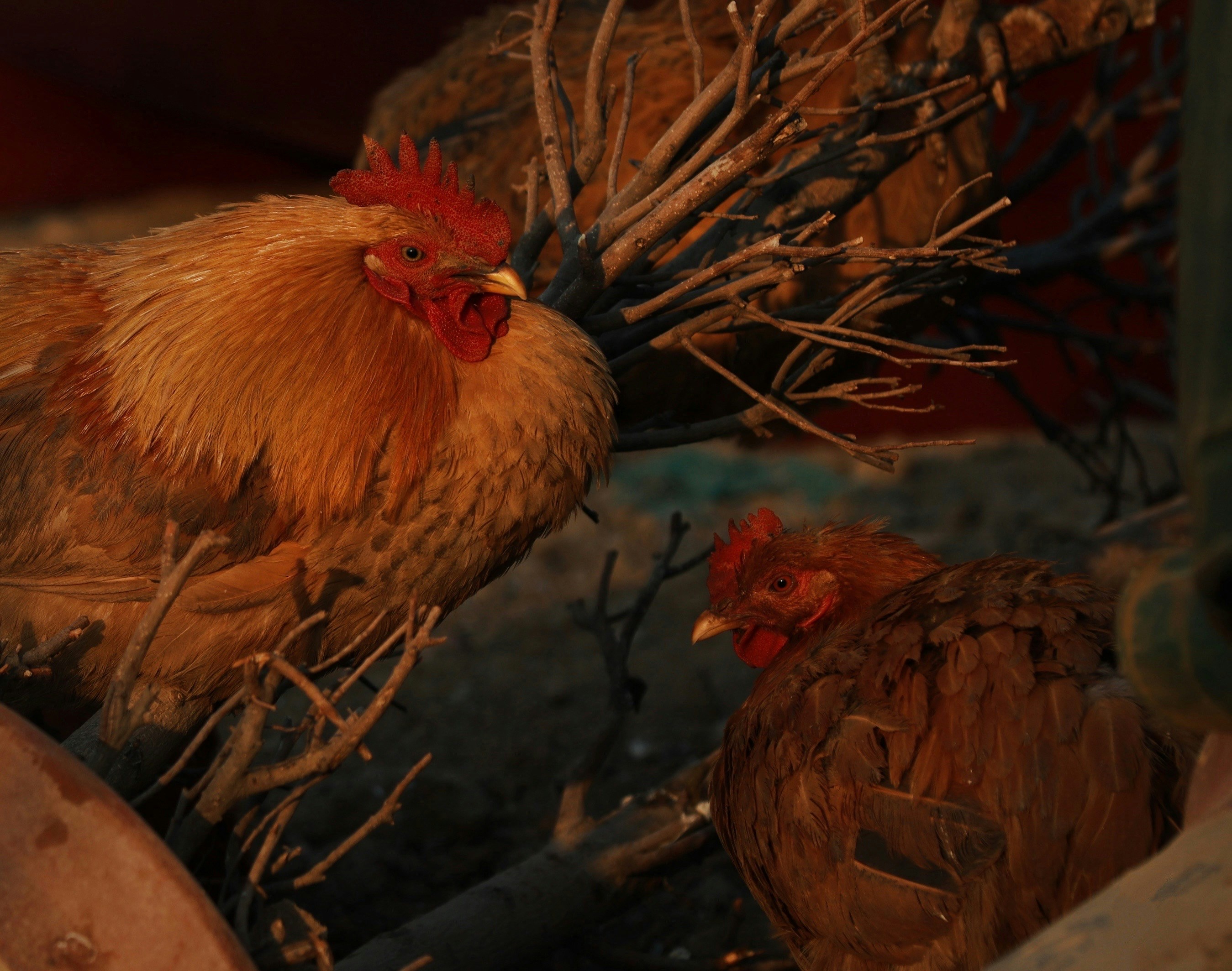 a couple of chickens standing next to each other