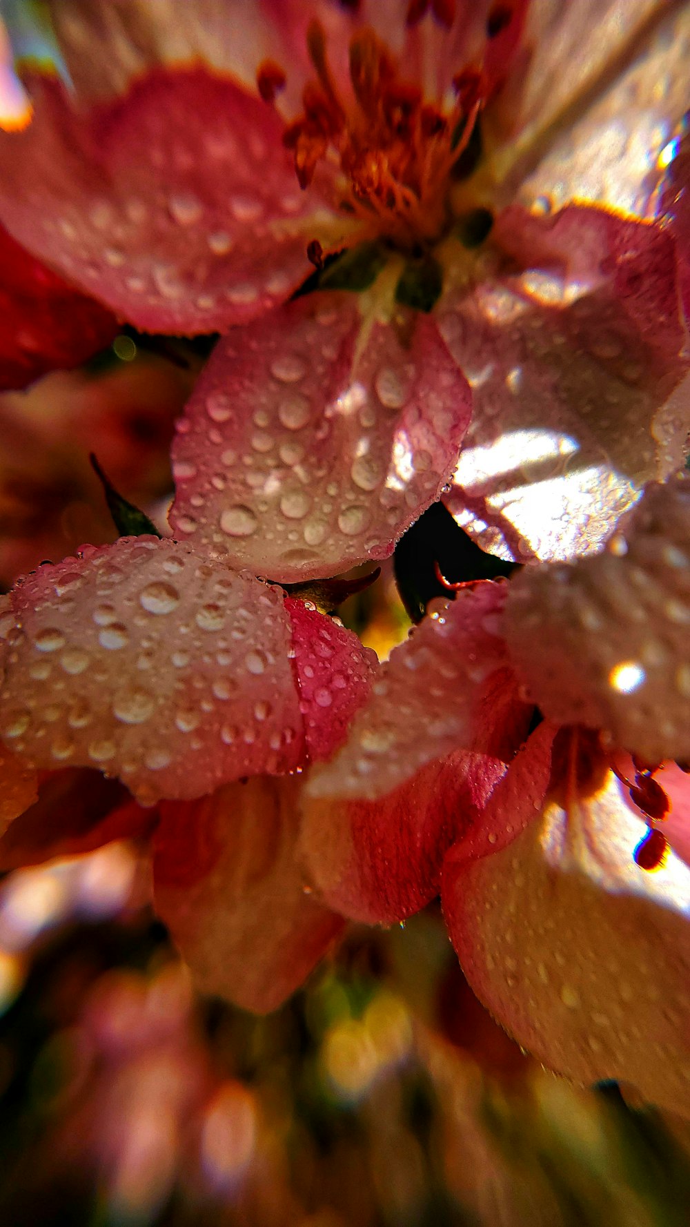 a close up of a flower with water droplets on it