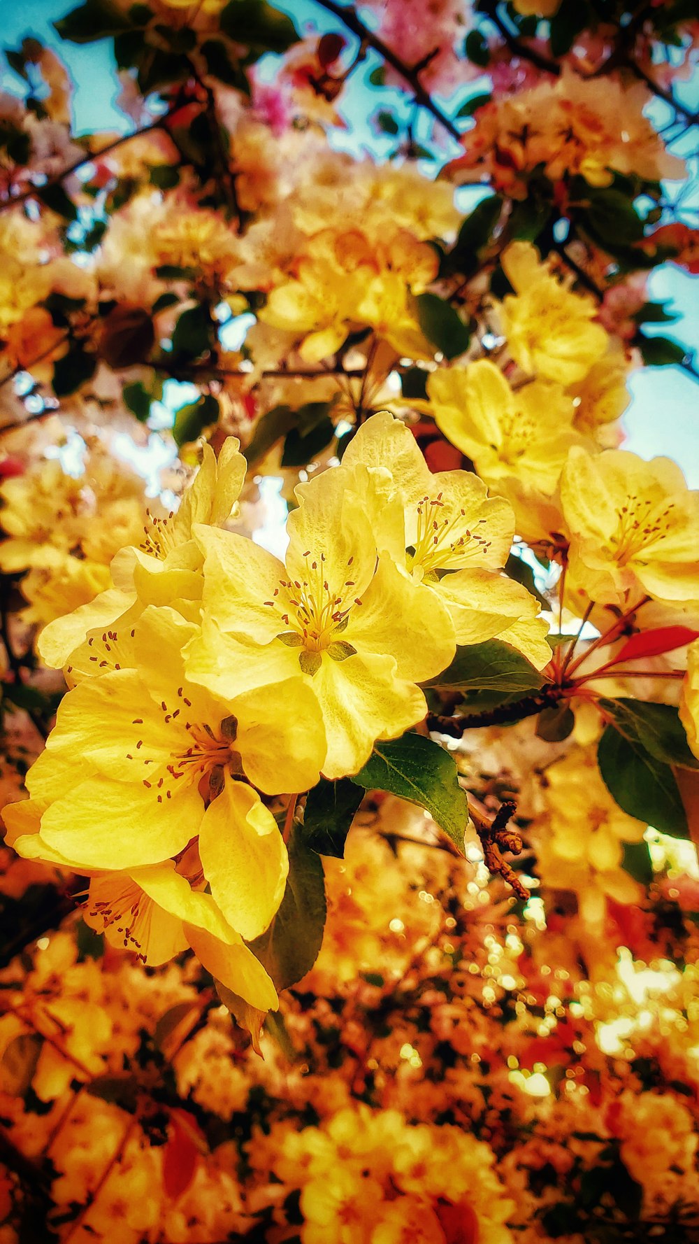 yellow flowers are blooming on a tree