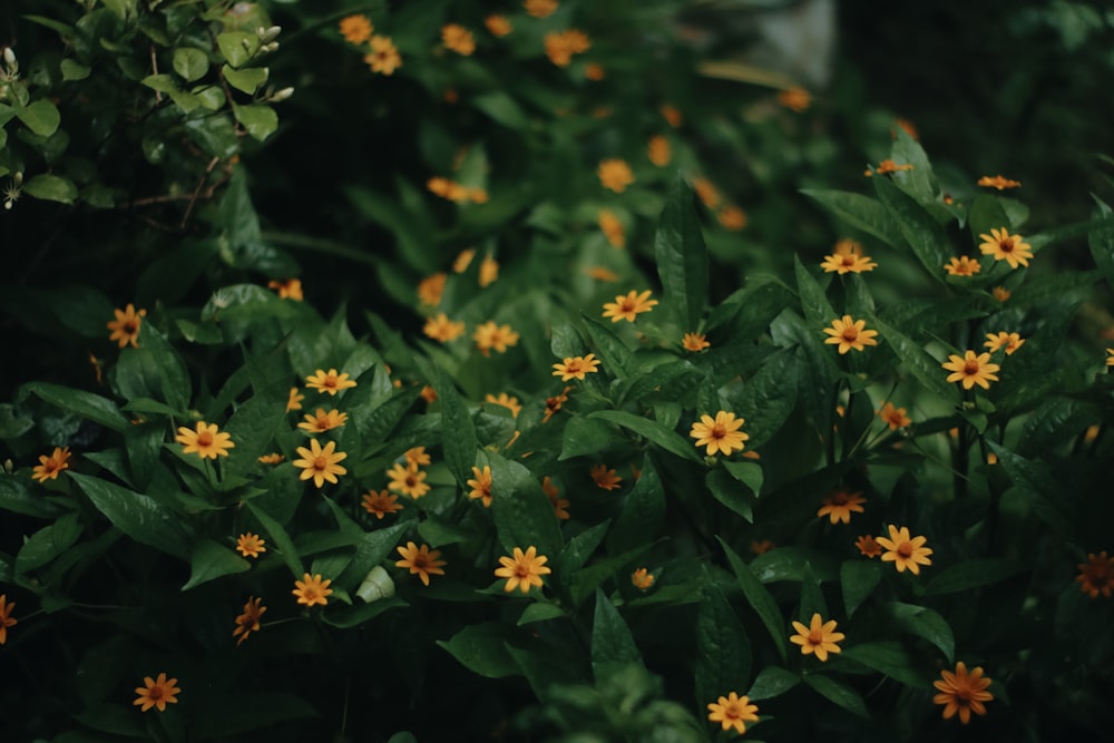 a bunch of small yellow flowers in a garden