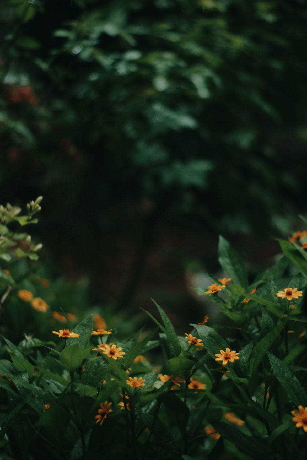 a bunch of flowers that are in the grass