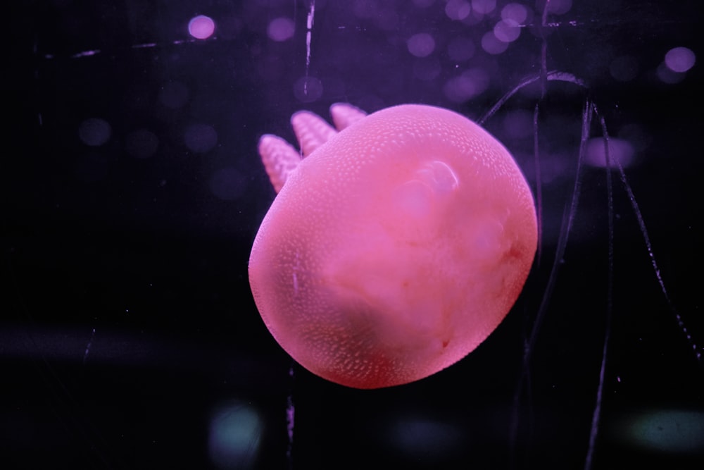 a pink jellyfish floating in the water