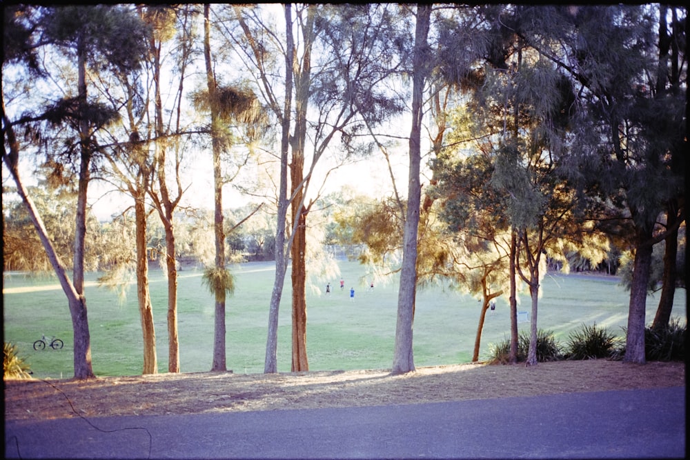 a group of trees that are next to a field