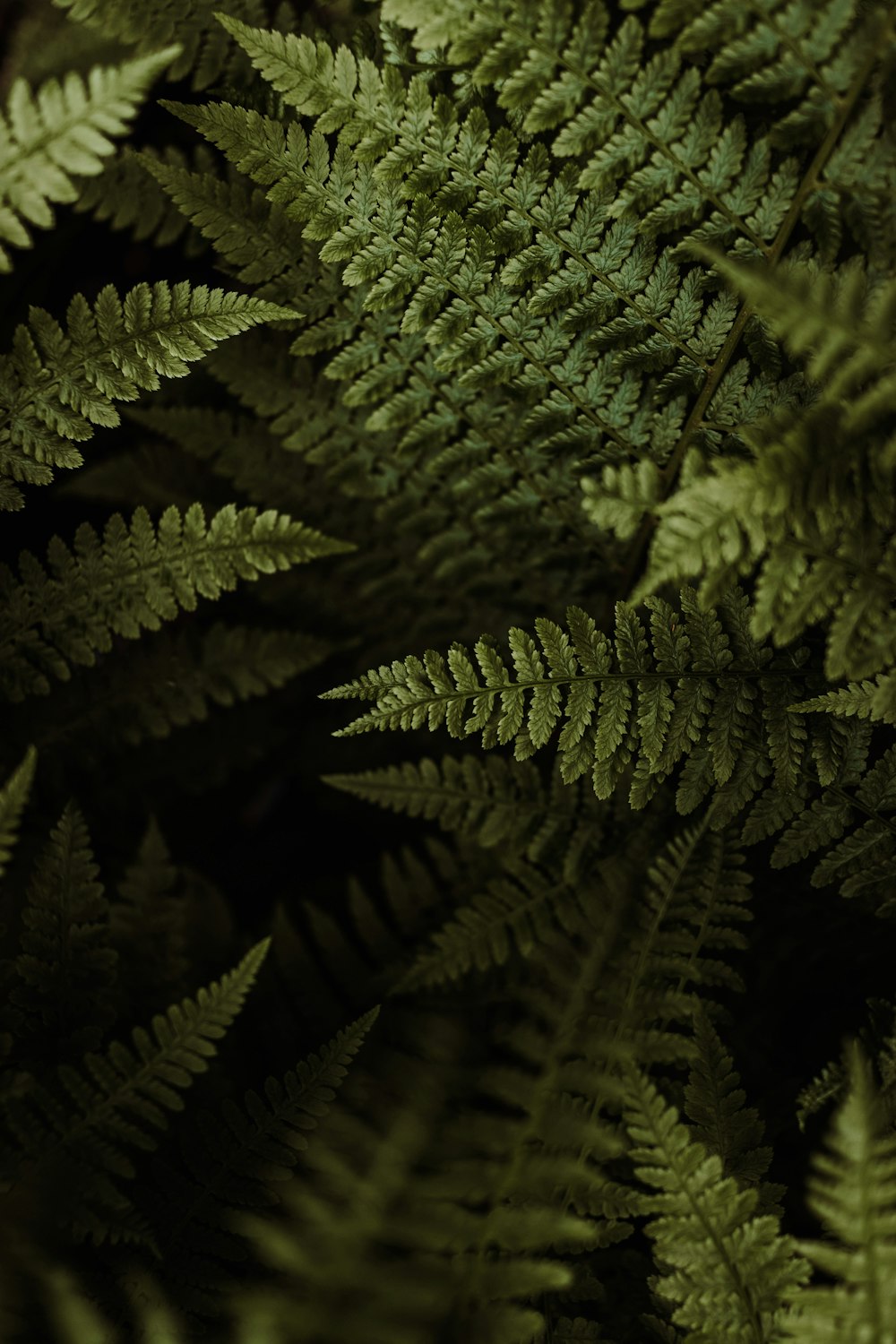 a close up of a green plant with lots of leaves