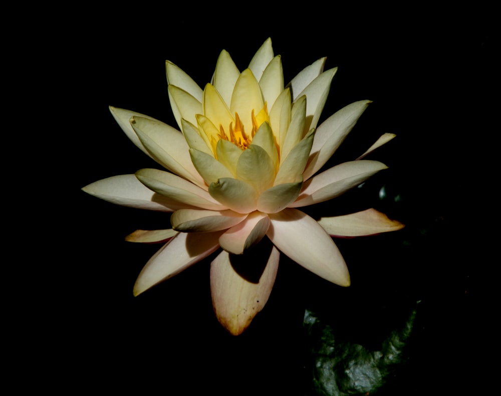 a yellow and white water lily in a pond