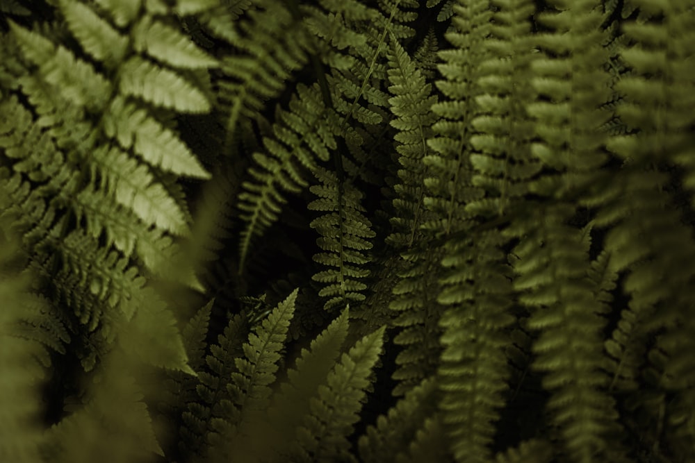 a close up of a green plant with lots of leaves