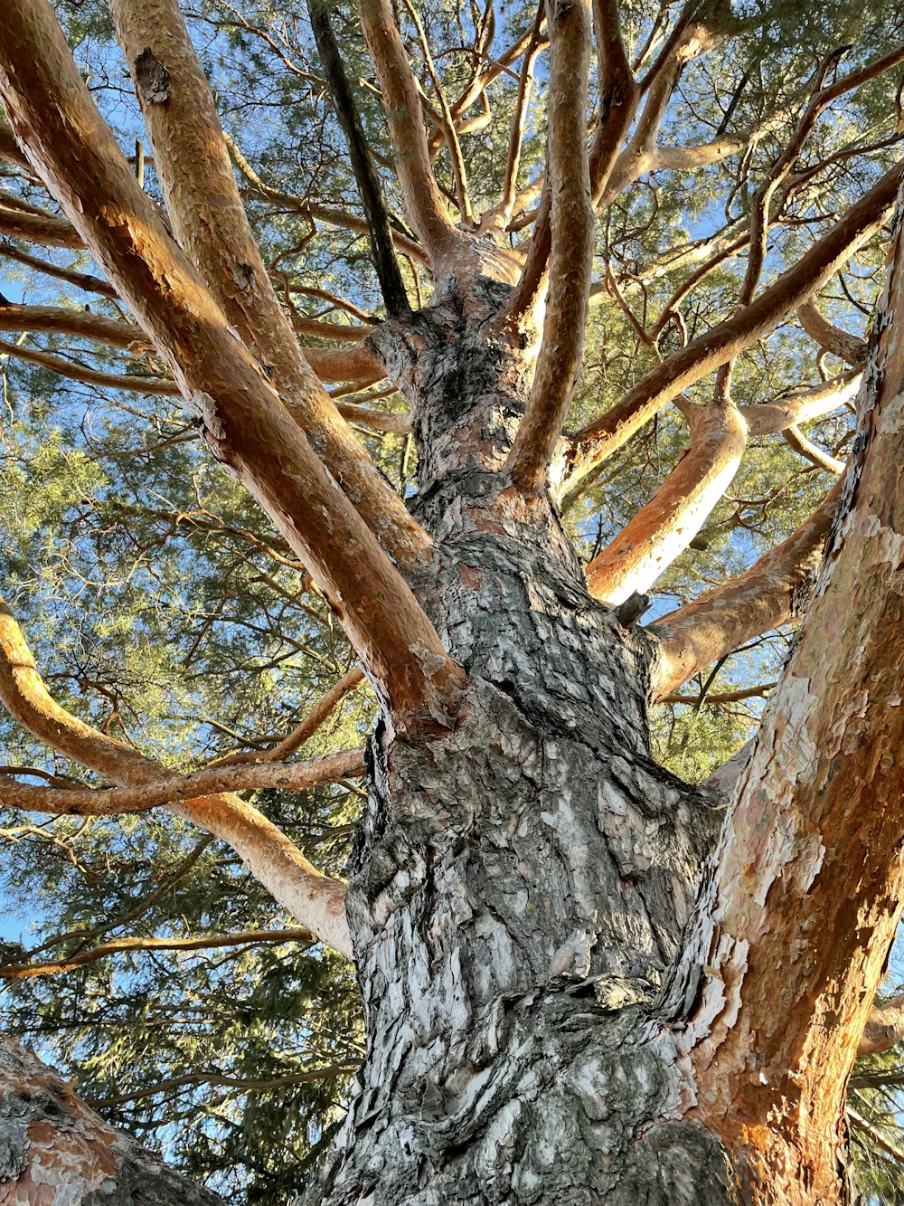 a very tall tree with lots of branches